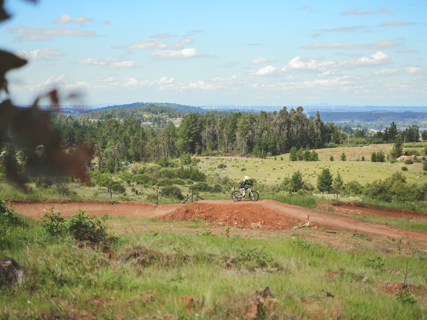 Bosque Vivo CMPC